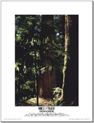 Big Tree